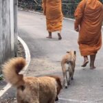 เจ้าอาวาส-ชาวบ้าน ออกตามหา สุนัขแสนรู้ แจ้งเบาะแส-ตามพบตัว มีรางวัล!