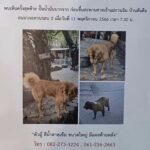 เจ้าอาวาส-ชาวบ้าน ออกตามหา สุนัขแสนรู้ แจ้งเบาะแส-ตามพบตัว มีรางวัล!