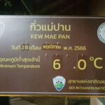 แม่คะนิ้งแรกโผล่แล้ว! อวดโฉมยอดหญ้า นักท่องเที่ยว สุดประทับใจ แห่สัมผัสหนาว
