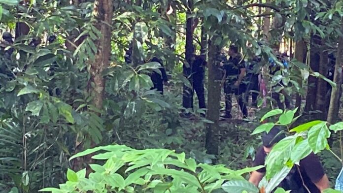 ในป่า