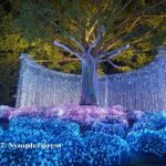 กลับมาแล้ว! "งานแสดงไฟ Nasatta Light Festival ครั้งที่ 6 Winter Illumination" ณ สัทธา อุทยานไทย