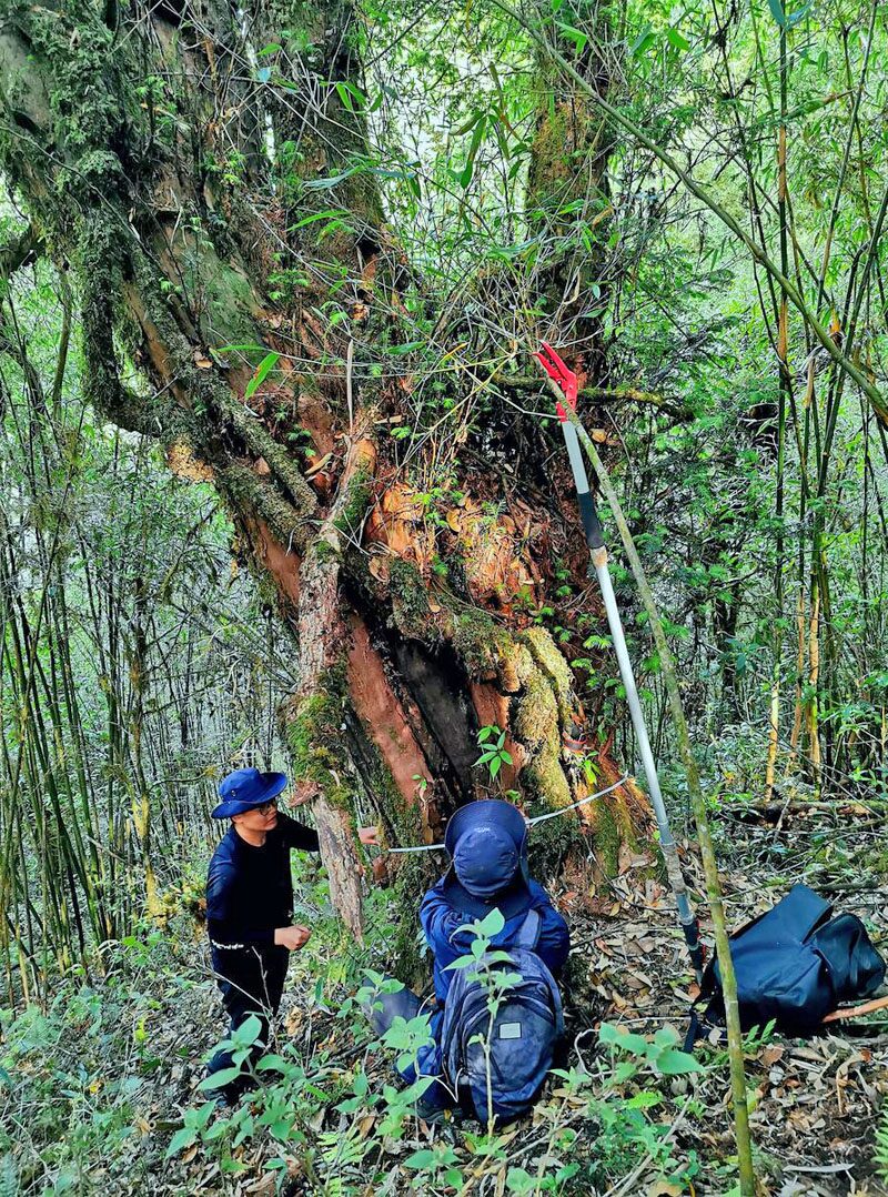 ยูนนานพบ “ต้นสนยิวหิมาลายัน” คาดอายุ 1,000 ปี ตะลึงโคนต้นใหญ่ถึง 1.32 เมตร!