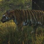 บี.กริม ปลื้ม “Mission Tiger” คว้ารางวัล Best Infotainment Programme