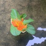 สวนสัตว์สงขลามาแปลก ลอยกระทงในดงเต่า ใช้วัสดุธรรมชาติเป็นกระทงอาหารเต่า