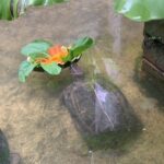 สวนสัตว์สงขลามาแปลก ลอยกระทงในดงเต่า ใช้วัสดุธรรมชาติเป็นกระทงอาหารเต่า