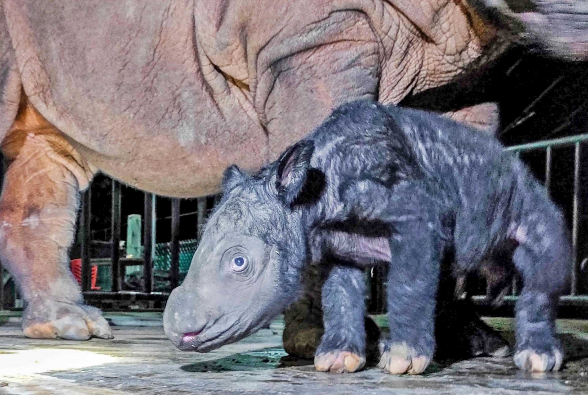ยินดีต้อนรับ “ลูกแรดสุมาตรา” แรดหายากใกล้สูญพันธุ์-ลืมตาดูโลกเป็นตัวที่ 2 ของปี