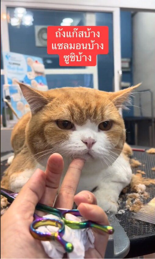 ภาพประกอบ