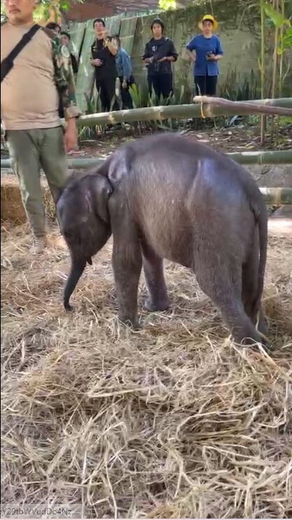 ภาพประกอบจาก กรมอุทยานแห่งชาติ สัตว์ป่า และพันธุ์พืช