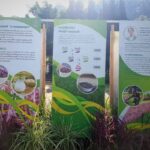 อ.ส.พ.ชวนเที่ยวBotanic Festival 2024 “พฤกษ์ภิรมย์ ชมพรรณหญ้า”