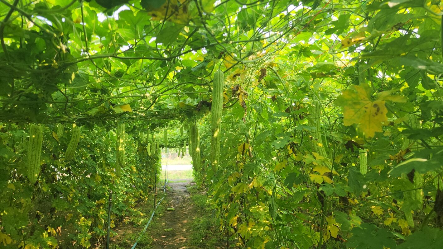 อาชีพทำเงิน เกษตรกรหันปลูก มะระจีน ตลาดต้องการสูง ขายสร้างรายได้งาม