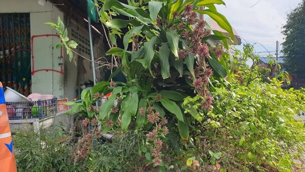 ฮือฮา ต้นวาสนา ออกดอกครั้งแรกในรอบ 5 ปี แห่ส่องเลขเด็ด เจ้าของบ้าน เชื่อ จะให้โชคช่วงปีใหม่ อึ้ง จุดธูปเสี่ยงทาย