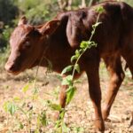 สวนสัตว์โคราช เฮ! ต้อนรับสมาชิกใหม่ปีใหม่ ลูกวัววาตูซี-ลูกค่างห้าสี ชวนสัมผัสความน่ารัก-ถ่ายเซลฟี่ 