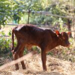 สวนสัตว์โคราช เฮ! ต้อนรับสมาชิกใหม่ปีใหม่ ลูกวัววาตูซี-ลูกค่างห้าสี ชวนสัมผัสความน่ารัก-ถ่ายเซลฟี่ 