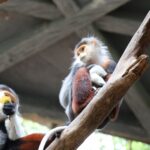 สวนสัตว์โคราช เฮ! ต้อนรับสมาชิกใหม่ปีใหม่ ลูกวัววาตูซี-ลูกค่างห้าสี ชวนสัมผัสความน่ารัก-ถ่ายเซลฟี่ 