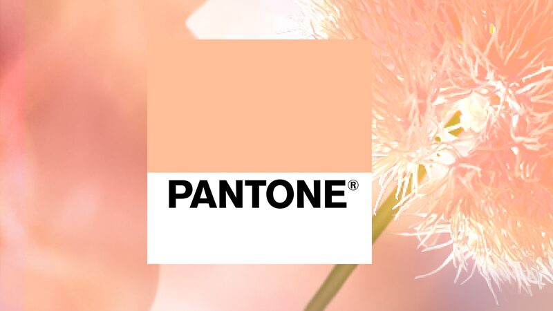 Pantone สี Peach Fuzz