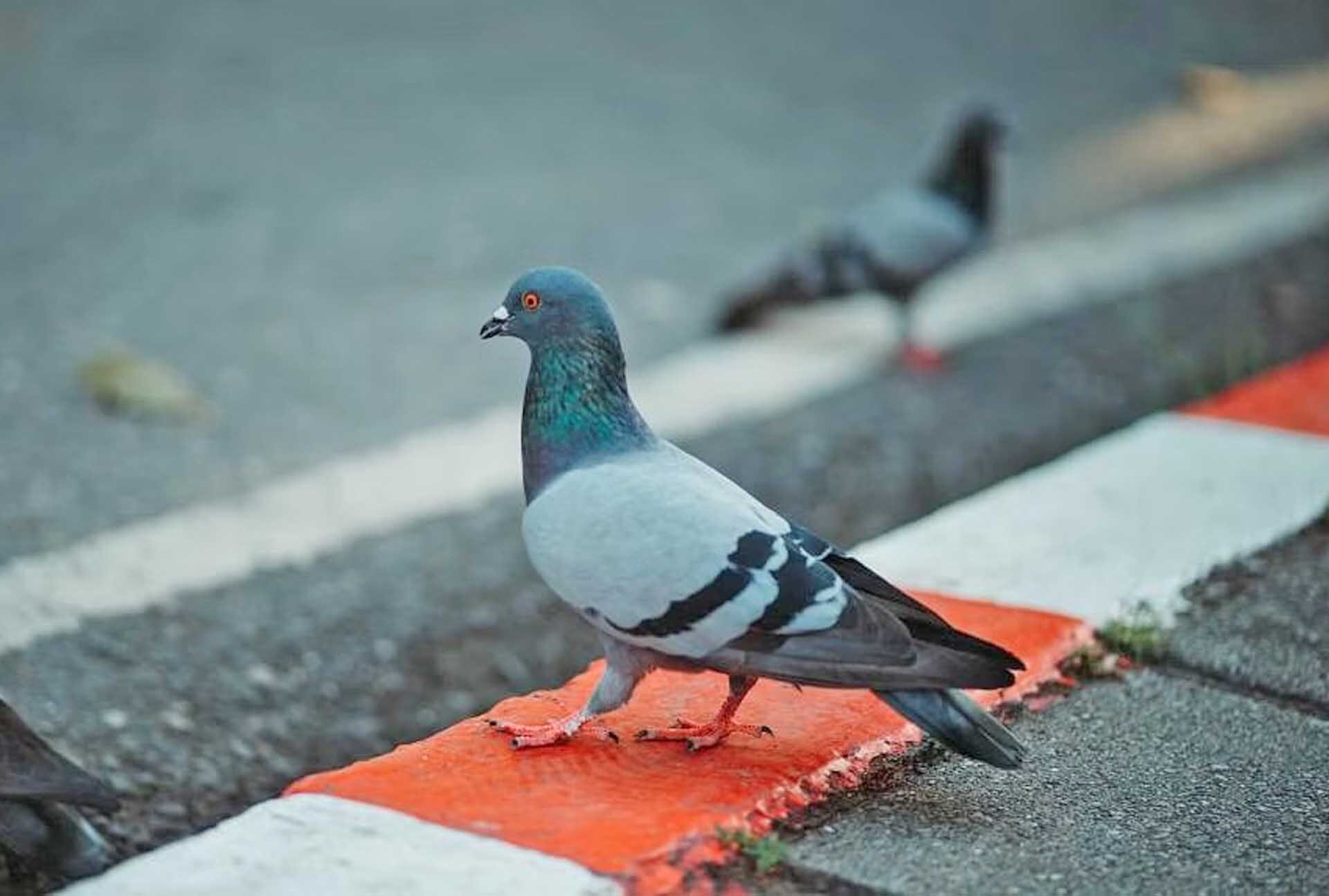 ตำรวจญี่ปุ่นจับ “ลุงแท็กซี่หัวร้อน” ขับรถทับพิราบตาย 1 ตัว-ชี้ถนนไม่ใช่ของนก
