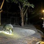 สวนสัตว์เปิดเขาเขียว ชวนนอนเต็นท์ ส่องสัตว์กลางคืน ฉลองเคาต์ดาวน์ 2024 รับปีมังกรทอง
