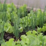 ซีพี–แม็คโครผนึกมูลนิธิปิดทองหลังพระชูโมเดลปลูกผักปราณีต