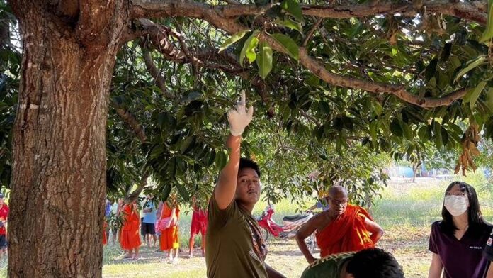 ต้นพิกุล