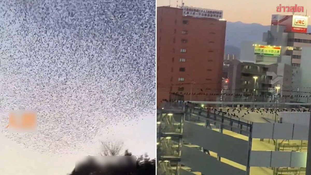 ฮือฮา นกหลายหมื่นตัวบินเหนือฟ้า ผวาลางบอกเหตุ 2วันก่อน