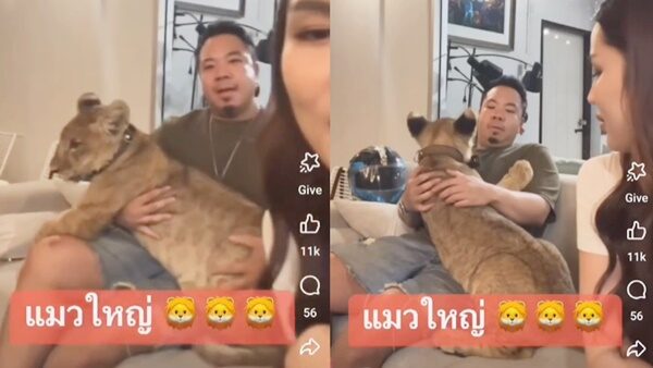 โผล่อีก คลิป ดีเจภูมิ โชว์เล่นสิงโต มีปลอกคอ ว่อนโซเชียล กรมอุทยานฯ ส่งเจ้าหน้าที่เข้าตรวจสอบ