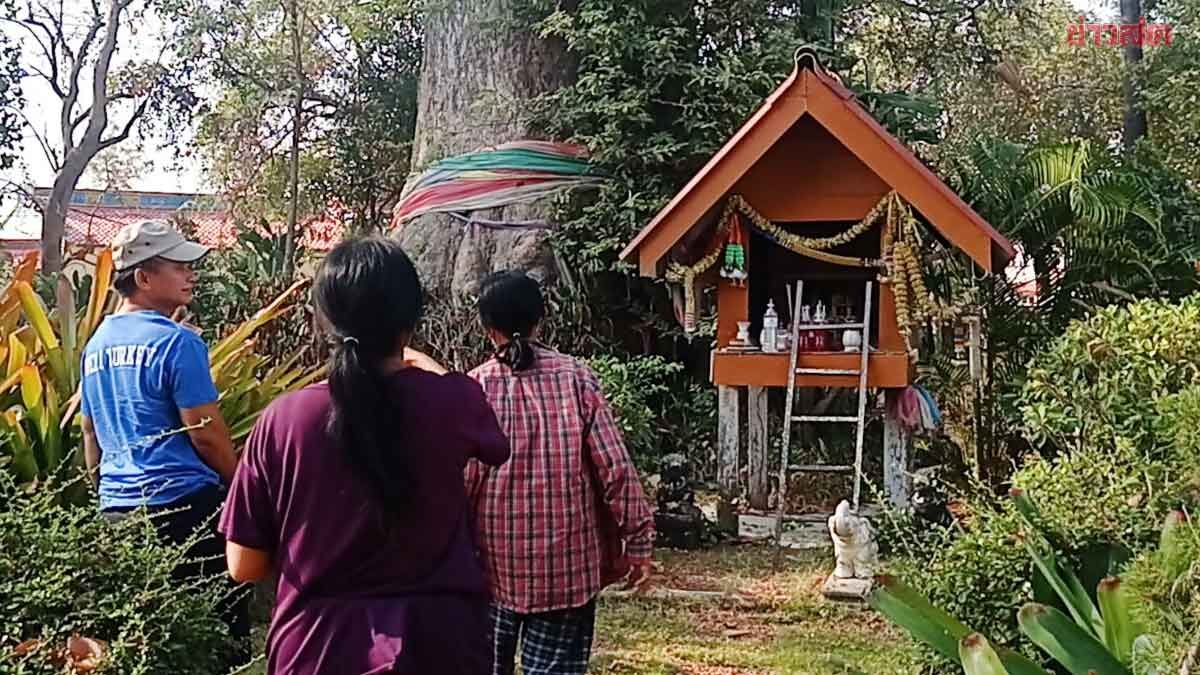 ป้าแต๋ว ถูกหวยทุกงวด ฝันเห็นเลขเด็ดโผล่ ต้นยางนา พากันมาดูเห็นชัดๆ ป้าแต๋ว ถูกหวยทุกงวด ฝันเห็นเลขเด็ดโผล่ ต้นยางนา พากันมาดูเห็นชัดๆ