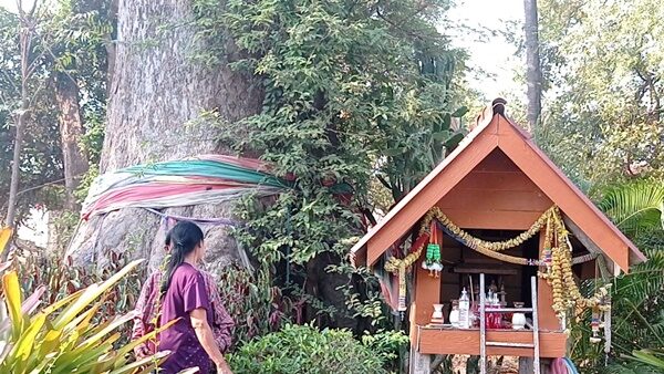 ป้าแต๋ว ถูกหวยทุกงวด ฝันเห็นตัวเลขโผล่ ต้นยางนา ขนาดใหญ่ พาเพื่อนบ้านมาดู อึ้งเลย เห็นเลขเด็ด 3 ตัวชัด