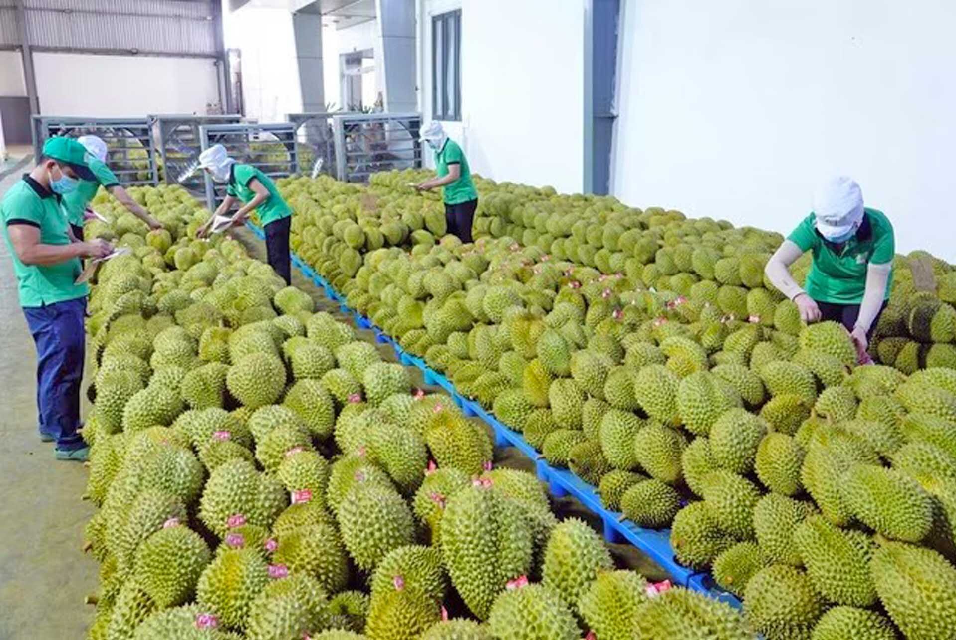 เกษตรกรรับทรัพย์! ราคา “ทุเรียนหมอนทอง” ในเวียดนามพุ่ง 50% ตลาดจีนแห่ซื้อคึกคัก