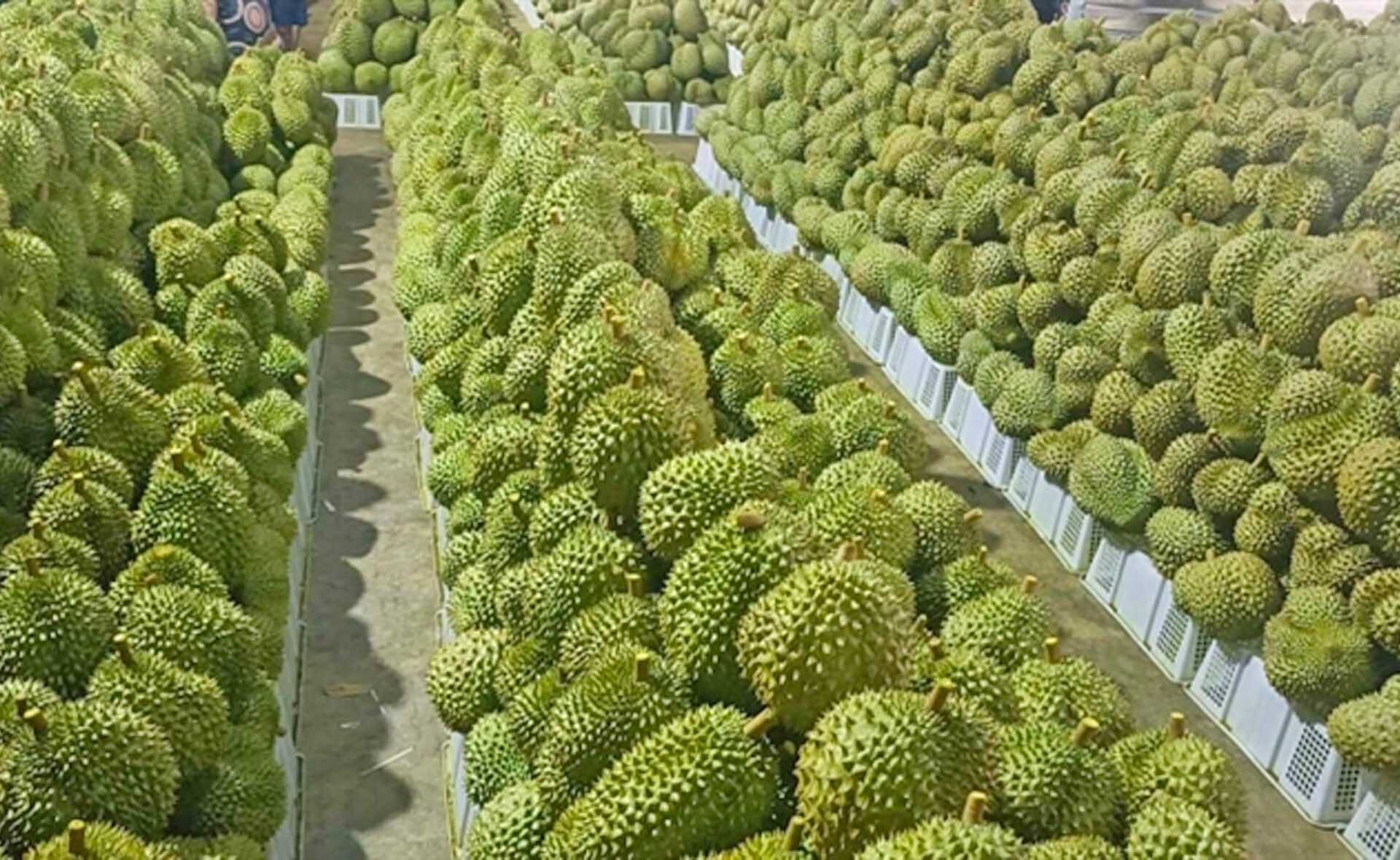 เกษตรกรรับทรัพย์! ราคา “ทุเรียนหมอนทอง” ในเวียดนามพุ่ง 50% ตลาดจีนแห่ซื้อคึกคัก