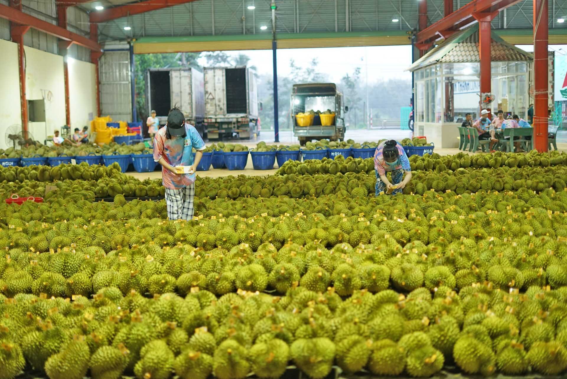เกษตรกรรับทรัพย์! ราคา “ทุเรียนหมอนทอง” ในเวียดนามพุ่ง 50% ตลาดจีนแห่ซื้อคึกคัก