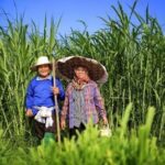 NPS รับซื้อผลผลิตทางการเกษตรเป็นเชื้อเพลิงให้โรงไฟฟ้าชีวมวล ช่วยลดปัญหาฝุ่น PM 2.5 และสร้างรายได้ให้เกษตรปีละกว่า 3 พันล้านบาท