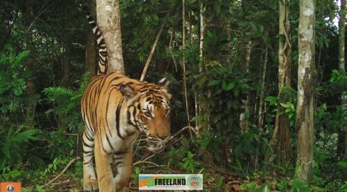 Three Tigers Are Found Roaming Between Thailand And Myanmar
