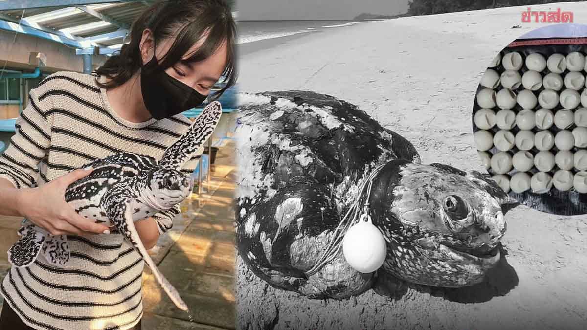 เต้ย จรินทร์พร โพสต์เศร้า เหตุข่าวแม่เต่ามะเฟืองตายทั้งกลม พร้อมไข่ 136 ฟอง