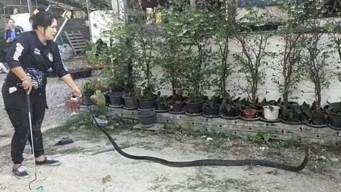 สู้งู