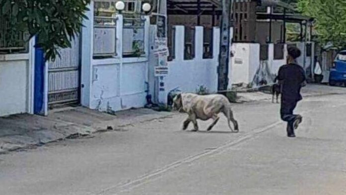 หลุด