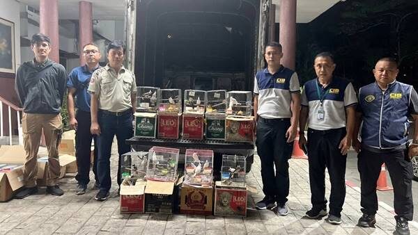 จับ 3 หนุ่ม ลอบขนนกปรอดหัวโขนส่งออกประเทศเพื่อนบ้าน