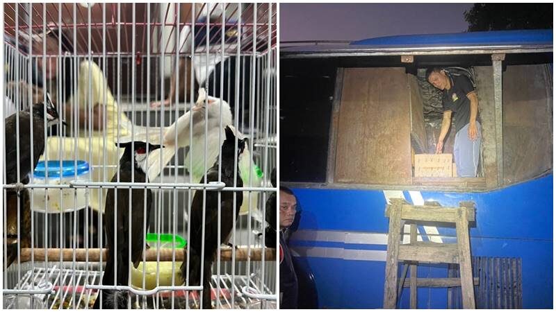 จับ 3 หนุ่ม ลอบขนนกปรอดหัวโขนส่งออกประเทศเพื่อนบ้าน
