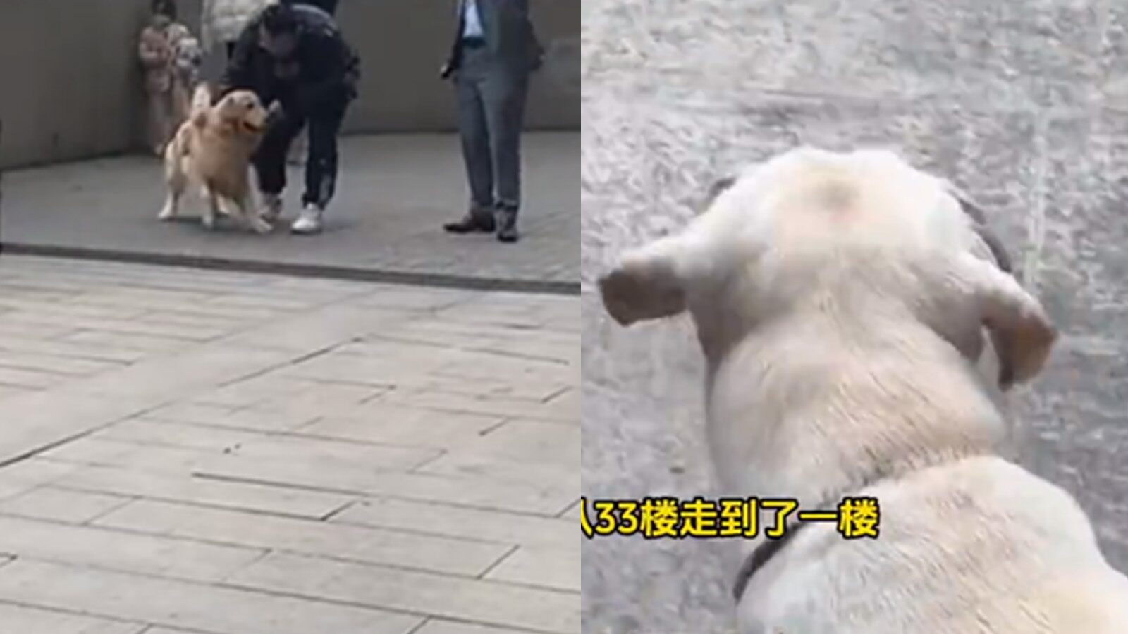 สาวจีนสู้สุดใจ หอบหมา-แมว หนักรวมกว่า 50 กิโลฯ วิ่งหนีไฟไหม้กว่า 30 ชั้น