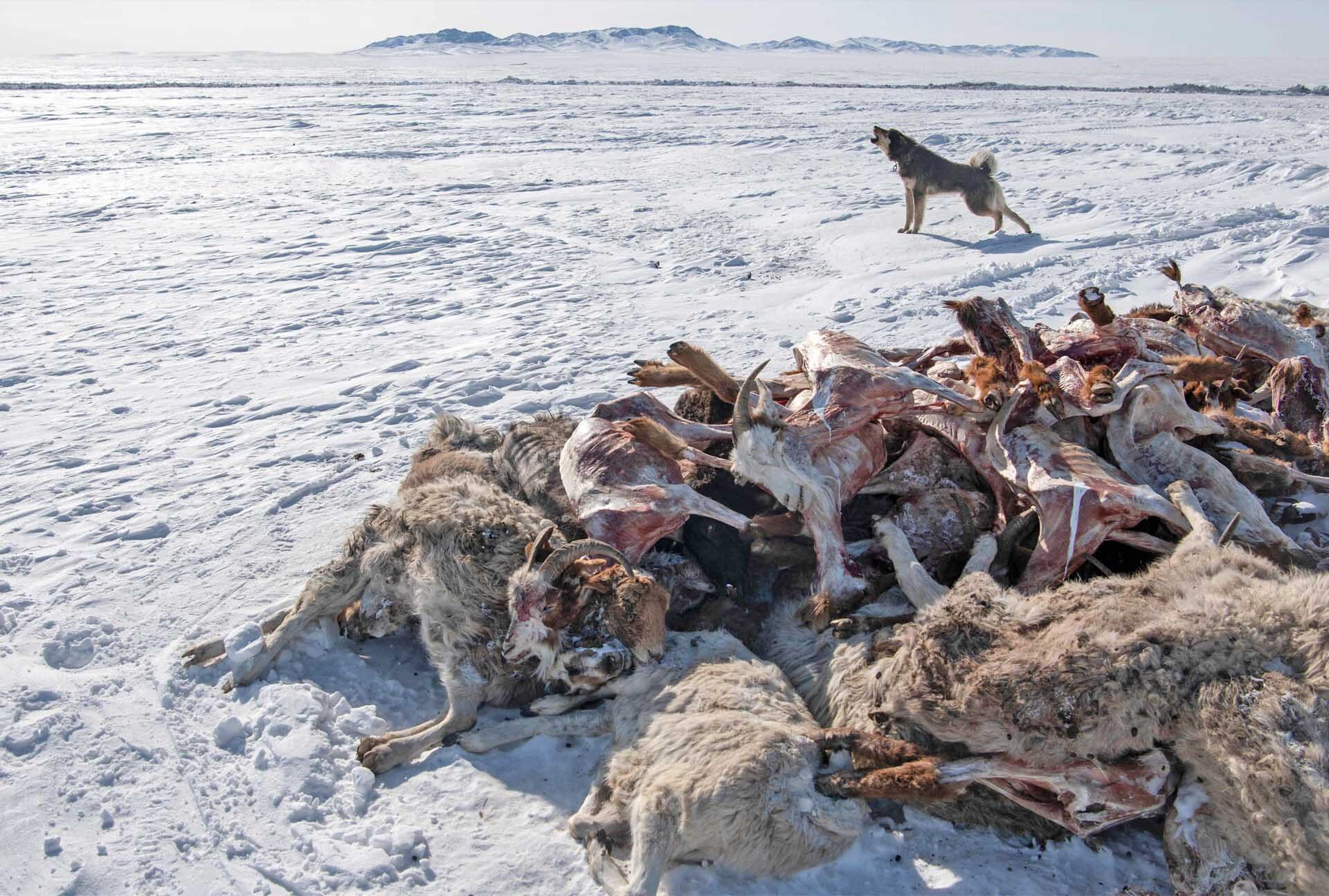 มองโกเลียวิกฤต “หนาวสุดขั้ว” ปศุสัตว์ล้มตายกว่า 2.1 ล้านตัว-อุณหภูมิดิ่งต่อเนื่อง