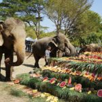 ไนท์ซาฟารี ทำบุญใหญ่ วันครบรอบ 18 ปี เสิร์ฟบุฟเฟ่ต์คืนความสุขให้สัตว์นับพันตัว 