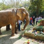 ไนท์ซาฟารี ทำบุญใหญ่ วันครบรอบ 18 ปี เสิร์ฟบุฟเฟ่ต์คืนความสุขให้สัตว์นับพันตัว 
