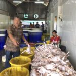 ราคาไก่หน้าโรงเชือดเพิ่มขึ้น ช่วงเทศกาลตรุษจีน เหตุไก่ขาดตลาด