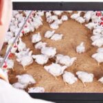 คอมพาร์ทเมนต์ ระบบป้องกันไก่ไทยปลอดไข้หวัดนก 