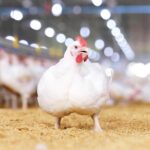 คอมพาร์ทเมนต์ ระบบป้องกันไก่ไทยปลอดไข้หวัดนก 