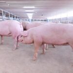 เนื้อหมูจากฟาร์มเกษตรกรรายย่อย สู่ร้านค้าปลีก-ค้าส่งขนาดใหญ่