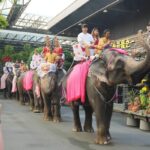 สวนนงนุชพัทยา จัดงานจดทะเบียนสมรสบนหลังช้าง รับวันวาเลนไทน์