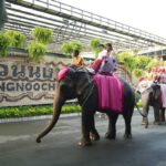 สวนนงนุชพัทยา จัดงานจดทะเบียนสมรสบนหลังช้าง รับวันวาเลนไทน์