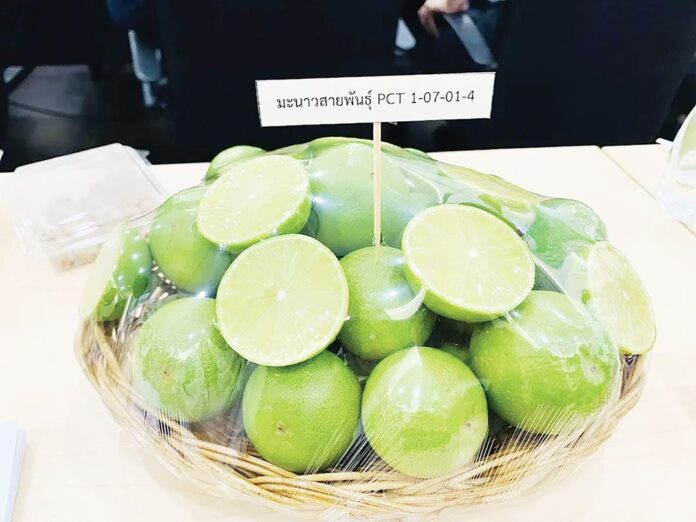 หลาก&หลาย - แจ้งเกิดมะนาว‘กวก.พิจิตร2’ เมล็ดน้อย-เปลือกบาง-โดนใจเกษตรกร