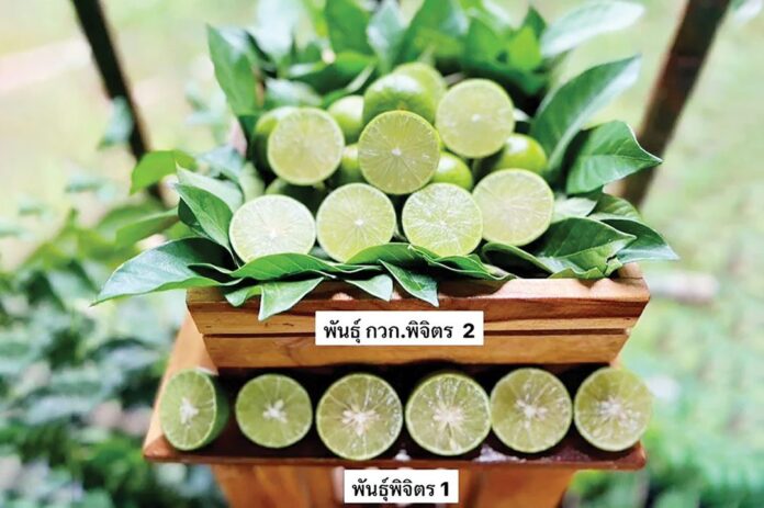 หลาก&หลาย - แจ้งเกิดมะนาว‘กวก.พิจิตร2’ เมล็ดน้อย-เปลือกบาง-โดนใจเกษตรกร