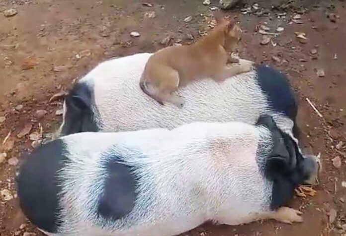 เพื่อนตัวเล็ก - เจ้าทองคูน-บัวตูมบัวบาน เพื่อนรักต่างสายพันธุ์